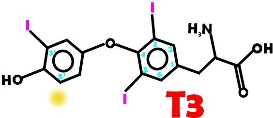 T3 thyroid hormone structure