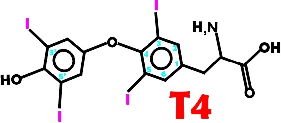 T4 thyroid hormone structure