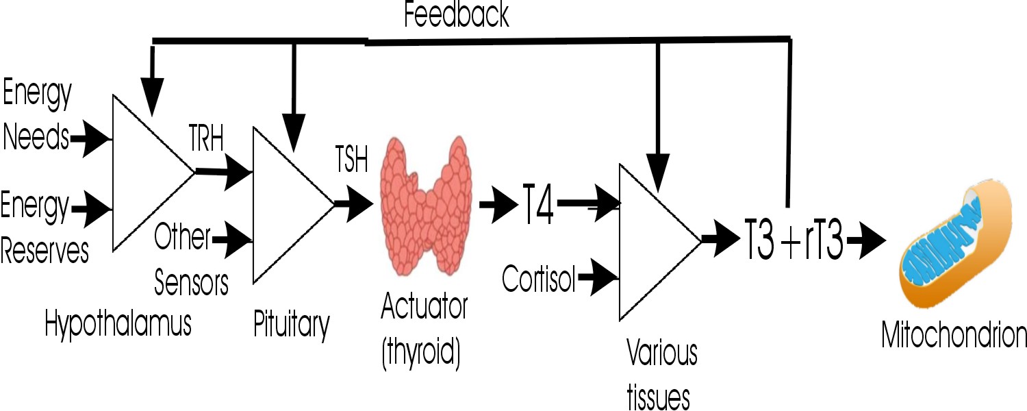 Thyroid Feedback Control Loop (advanced)