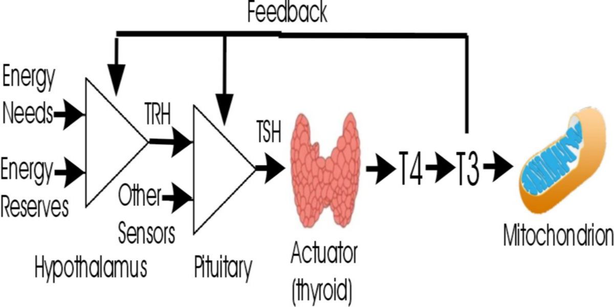 Thyroid Feedback Control Loop (intermediate)